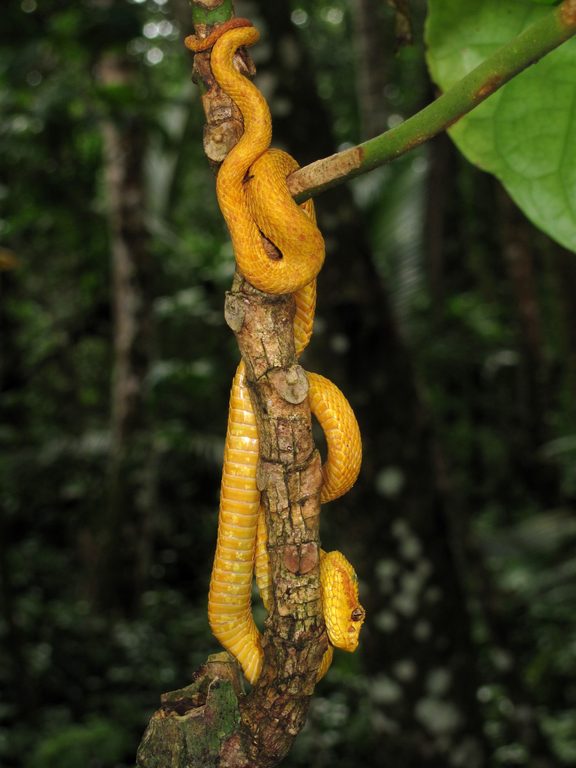 Eyelash Pit Viper! (Category:  Travel)