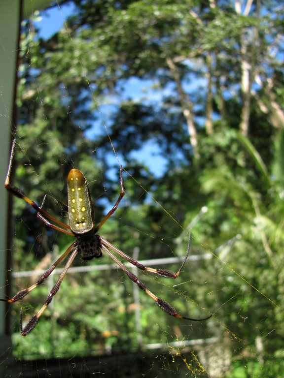 Large golden orb weaver. (Category:  Travel)