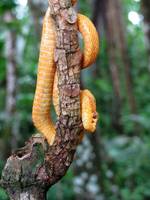 Eyelash Pit Viper! (Category:  Travel)