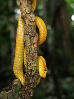 Eyelash Pit Viper! (Category:  Travel)