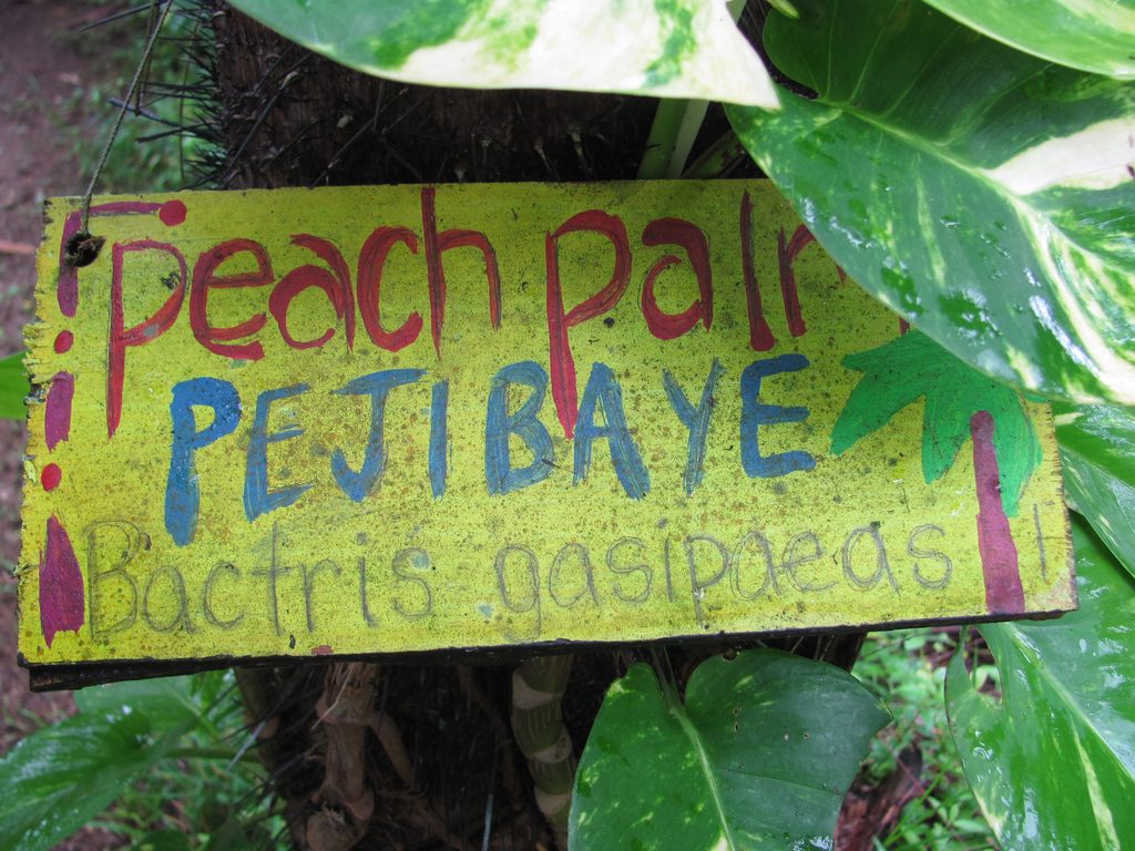 Peach Palm aka Pejibaye (Category:  Travel)