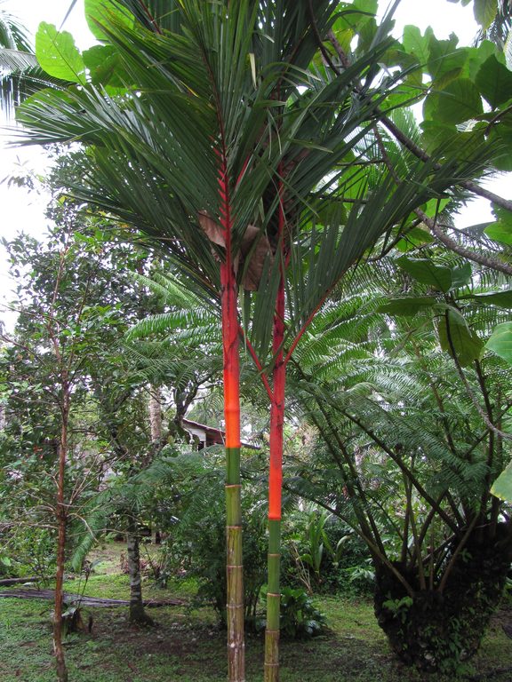 Lipstick Palm (Category:  Travel)