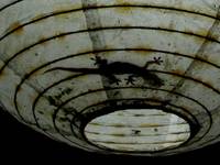 Gecko in the light fixture. (Category:  Travel)