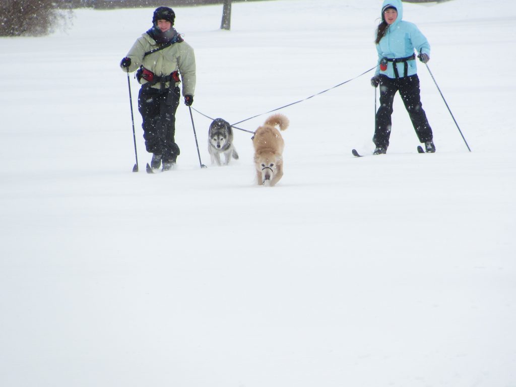 Marissa, Juno, Atticus, Annie (Category:  Skiing)