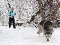 Snow and a dire wolf?  Winter is coming! (Category:  Skiing)
