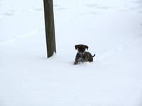 She doesn't mind the snow, but she prefers it not be over her head. (Category:  Dogs)