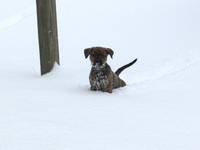 She doesn't mind the snow, but she prefers it not be over her head. (Category:  Dogs)