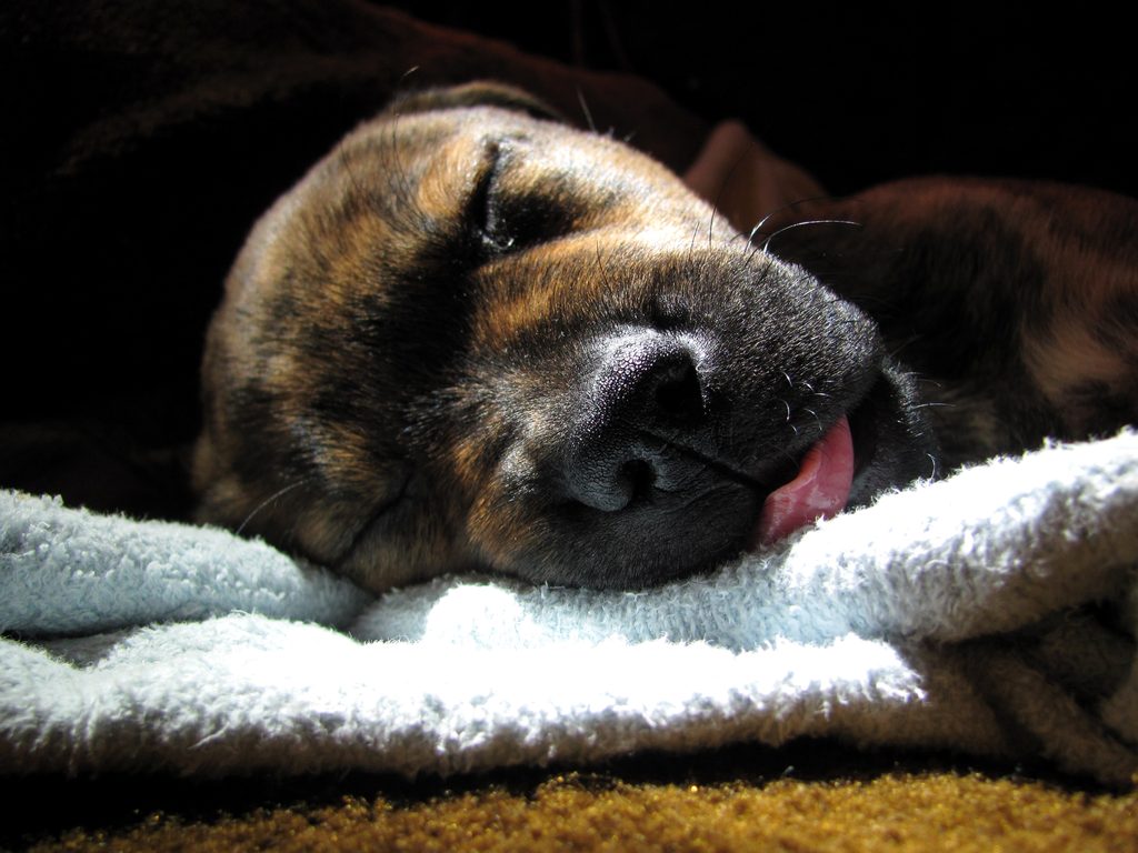 She often sleeps with her tongue sticking out. (Category:  Dogs)