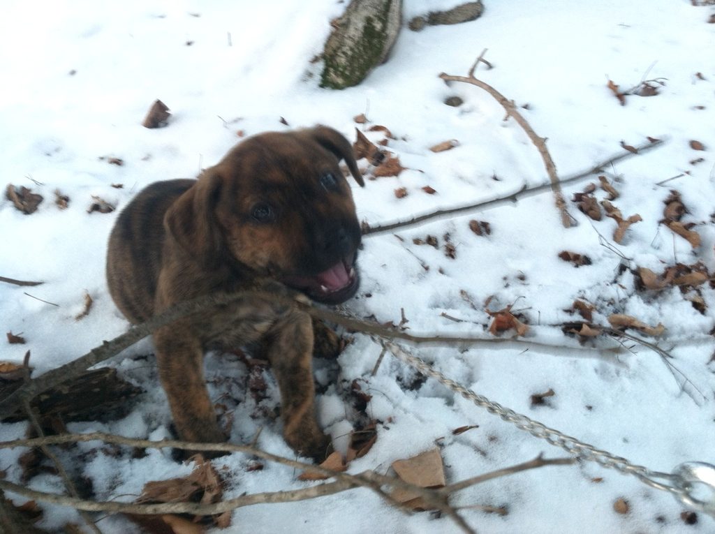 Chewing on a stick while walking at Fall Creek with Annie, Marissa and Juno. (Category:  Dogs)