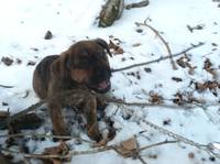 Chewing on a stick while walking at Fall Creek with Annie, Marissa and Juno. (Category:  Dogs)