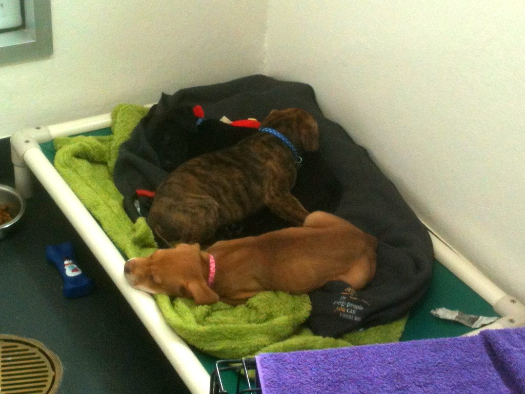 With her sisters at the SPCA. (Category:  Dogs)