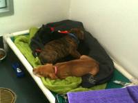 With her sisters at the SPCA. (Category:  Dogs)