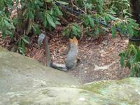 This fox showed up while we were climbing. (Category:  Rock Climbing)