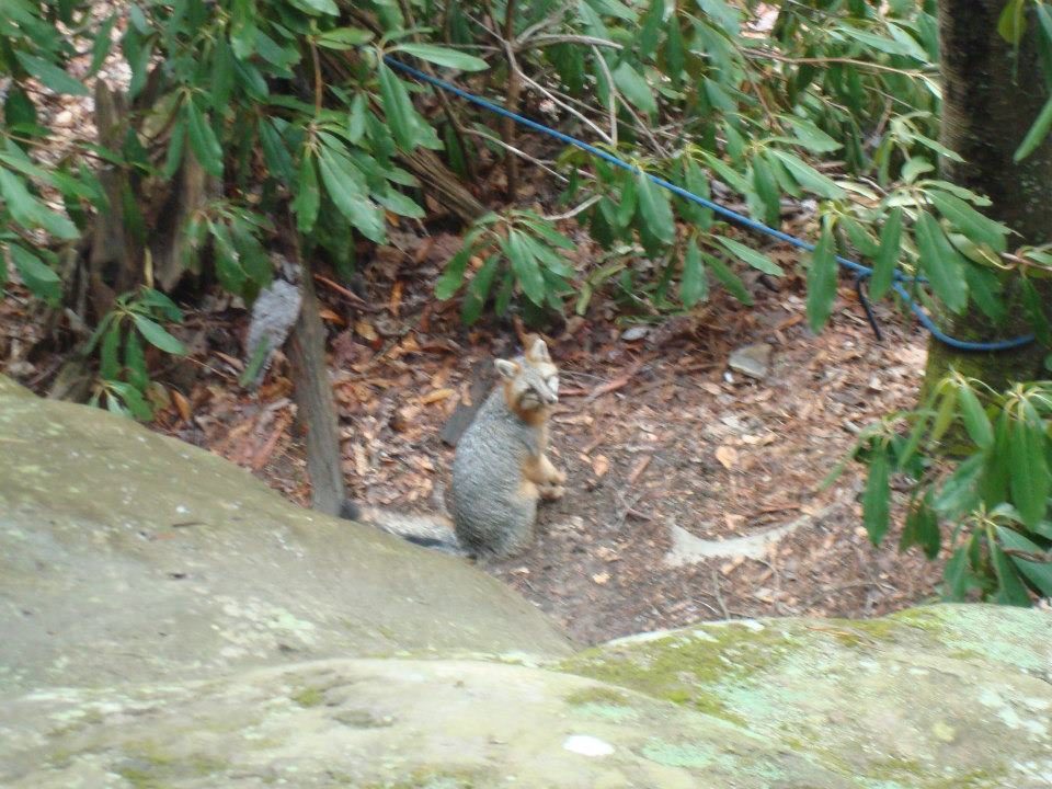This fox showed up while we were climbing. (Category:  Rock Climbing)