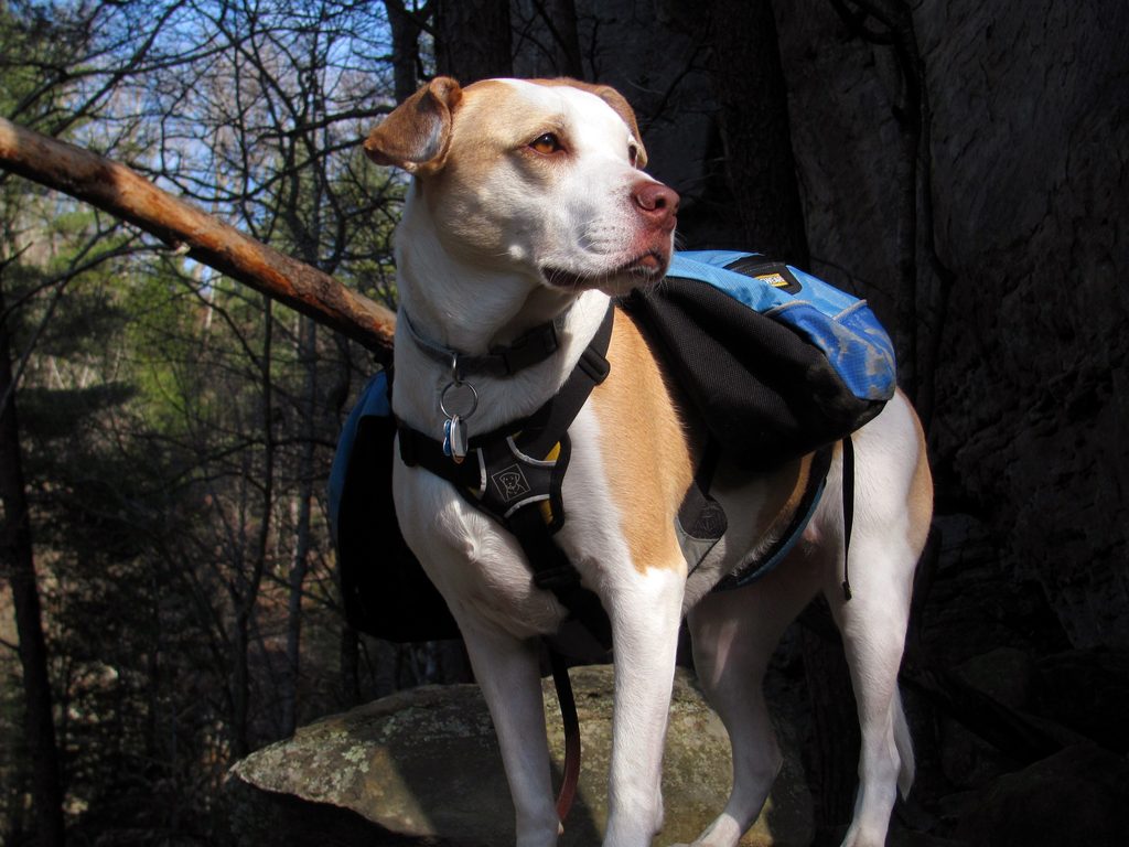 Angua posing for her calendar cover portrait. (Category:  Rock Climbing)