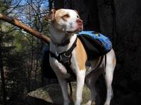 Angua posing for her calendar cover portrait. (Category:  Rock Climbing)