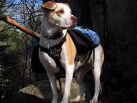 Angua posing for her calendar cover portrait. (Category:  Rock Climbing)