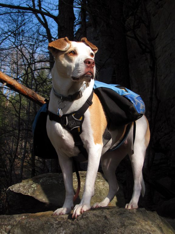 Angua posing for her calendar cover portrait. (Category:  Rock Climbing)