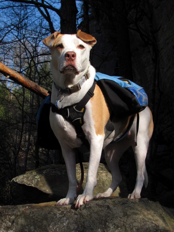 Angua posing for her calendar cover portrait. (Category:  Rock Climbing)