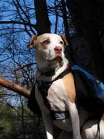 Angua posing for her calendar cover portrait. (Category:  Rock Climbing)