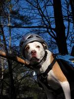 Angua posing for her calendar cover portrait. (Category:  Rock Climbing)