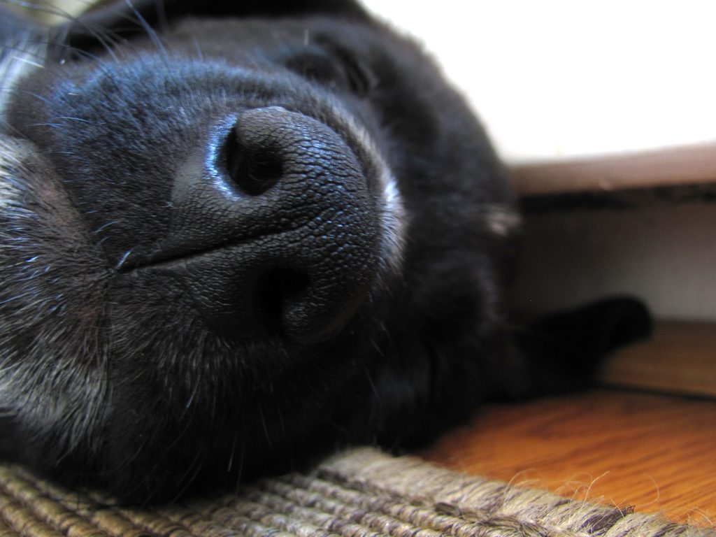 Nose! (Category:  Dogs)