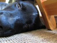 Sleepy? (Category:  Dogs)