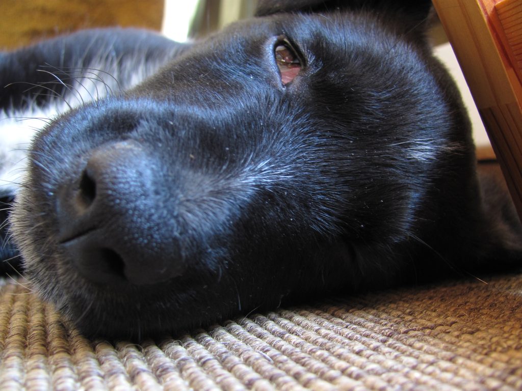 Sleepy! (Category:  Dogs)