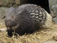 Porcupine! (Category:  Rock Climbing)