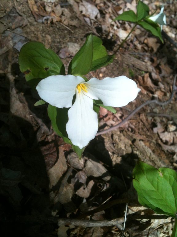 Trillium (Category:  Party)