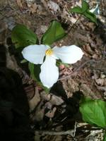 Trillium (Category:  Party)