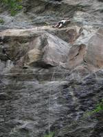 Anna leading Know Ethics.  Past the crux.  Anna can cruise to the chains for her first 5.11 redpoint! (Category:  Rock Climbing)