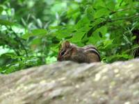 Chipmunk (Category:  Rock Climbing)