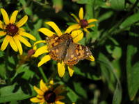 Butterfly garden (Category:  Paddling)