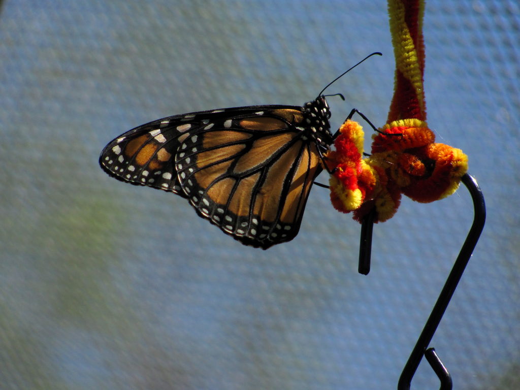 Butterfly garden (Category:  Paddling)