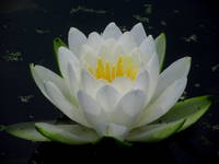 Water Lily (Category:  Paddling)