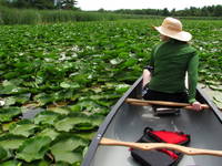 We didn't paddle through the weeds much, but it did make for a good photo. (Category:  Paddling)