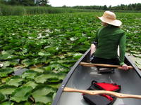 We didn't paddle through the weeds much, but it did make for a good photo. (Category:  Paddling)