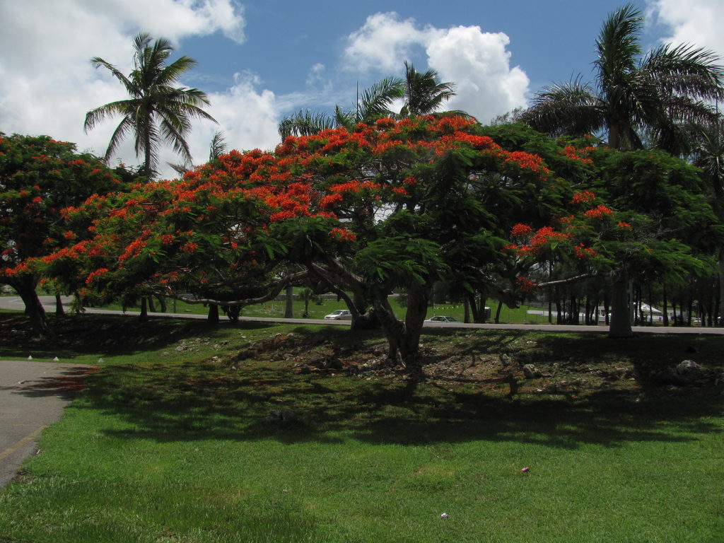 Botanical Gardens (Category:  Family)