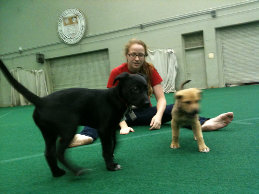 Olive visits Lindseth and has a play date with Jamie and Nymeria. (Category:  Dogs)