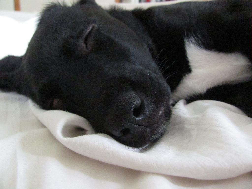 Sleeping (Category:  Dogs)