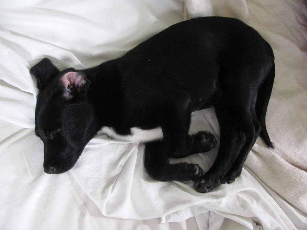 Sleeping (Category:  Dogs)