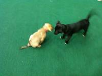 Olive visits Lindseth and has a play date with Jamie and Nymeria. (Category:  Dogs)