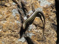 Some Other Skink! (Category:  Rock Climbing)