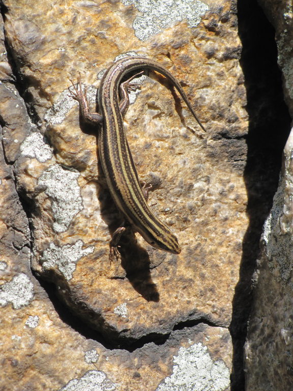 Some Other Skink! (Category:  Rock Climbing)