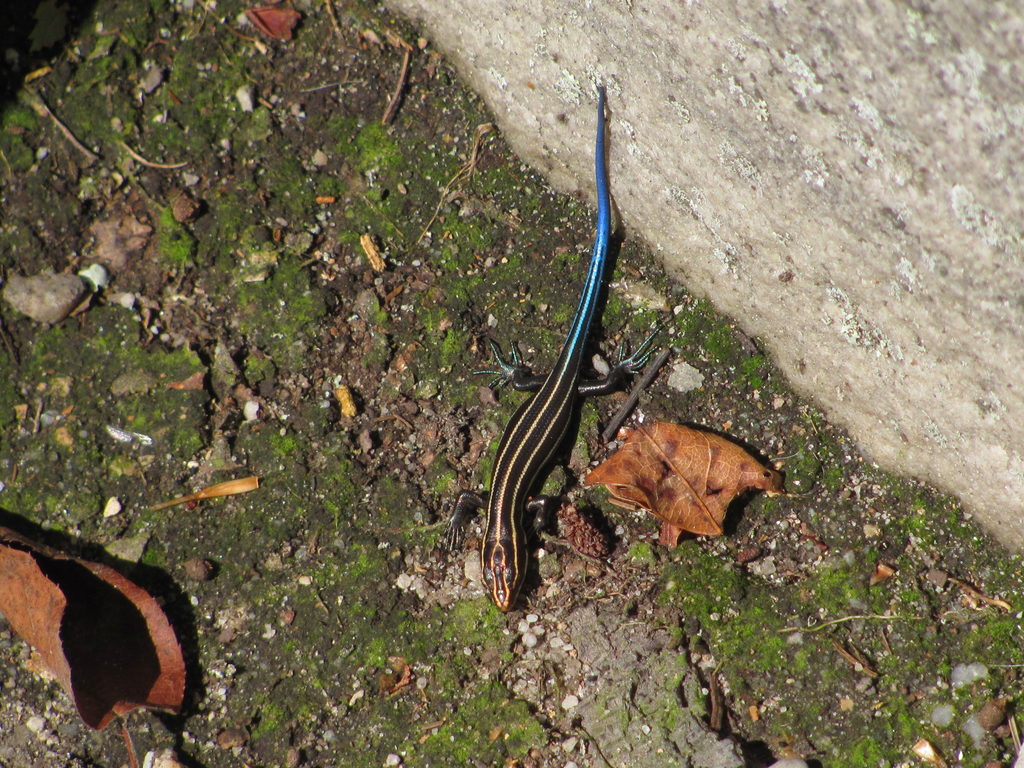 Blue Tailed Skink! (Category:  Rock Climbing)