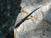 Blue Tailed Skink! (Category:  Rock Climbing)