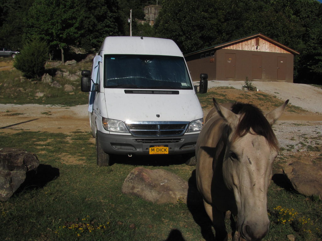 Lots of horses and goats. (Category:  Rock Climbing)