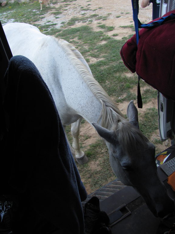 This guy wanted to hang out in the sprinter. (Category:  Rock Climbing)