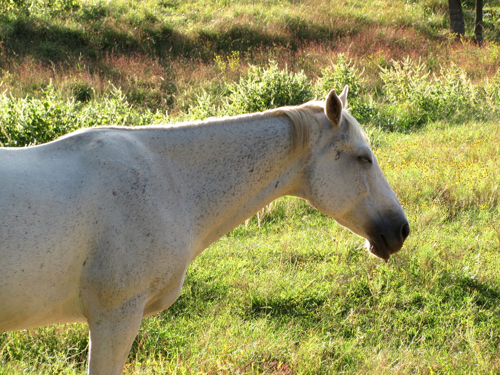 Horse (Category:  Rock Climbing)